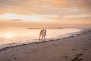 Kızıl shiba inu köpeği gün batımında Baltık sahillerinde yürüyor.