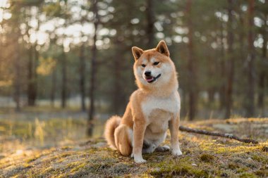Shiba inu köpeği güneşli bir akşamda çam ormanındaki yosunların üzerinde oturuyor.