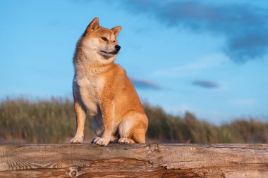 Kızıl bir Shiba Inu köpeği güneşli yaz gününde Baltık Denizi sahilindeki ahşap kereste üzerinde oturuyor.