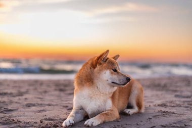 Kızıl shiba inu köpeği gün batımında Baltık sahilinde yatıyor.