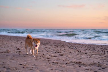 Kızıl shiba inu köpeği gün batımında Baltık sahillerinde yürüyor.