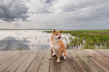 Shiba inu köpeği Letonya 'daki Engure Gölü kıyısında, bulutlu bir yaz gününde tahta bir iskelede oturuyor.