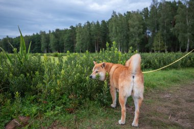 A Red Shiba inu dog is smelling bog-myrtle (Myrica gale) shrubs clipart