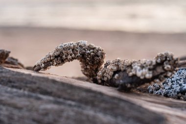 Bay Barnacle (Amphibalanus doğaçlama) Baltis deniz kıyısındaki bir odun parçasında