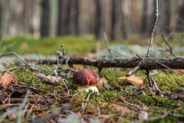 Single mushroom Boletus pinophilus, commonly known as the pine bolete or pinewood king bolete growing in the forest among green moss on sunny summer day clipart