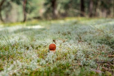 Leccinum vulpinum, yaygın olarak bilinen adıyla foxy bolete bir çam ağacında liken ve yosun yetiştiriyor.