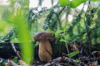 Boletus retikülatus. Ormanda yaz septörü olarak bilinir.
