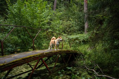 Kızıl shiba inu köpeği yazın küçük orman nehrinin üzerindeki köprüde duruyor.