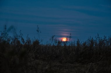 Yulaf tarlasında yükselen dolunay