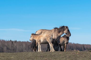 Herd of wild Konik horses on the pasture in Latvia clipart