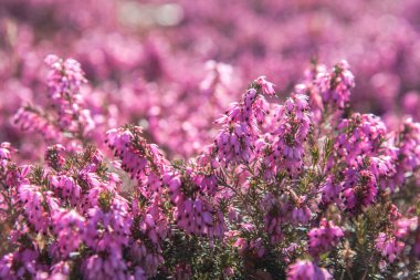 Mor fundalık güneşli bahar gününde bahçede büyüyor.