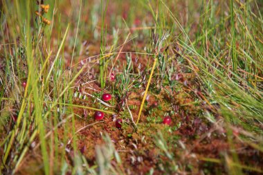 Yazın bataklıkta kızılcık yetişiyor.