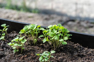 Bahçedeki kutuda taze roka fideleri yetişiyor.