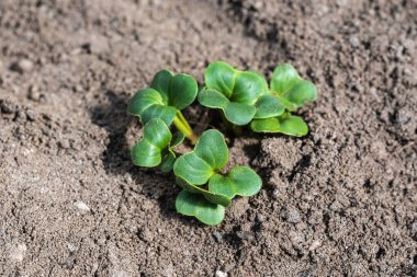 Fresh radish seedlings growing in the garden clipart