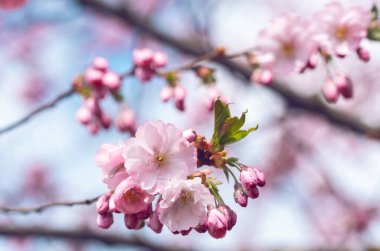 Sakura kiraz çiçeği dalına yaklaş.