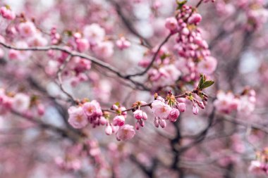 Sakura kiraz çiçeği dalına yaklaş.