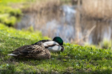 Bir çift yaban ördeği (Anas platyrhynchos) erkek ve dişi güneşli bahar gününde göletin yanında dinleniyorlar