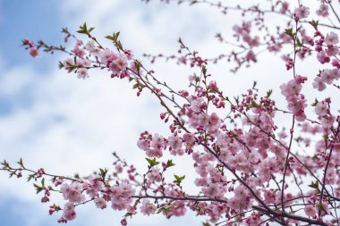 İlkbaharda kiraz çiçeği dalı