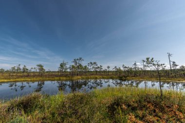 Niedraju - Pilkas bataklığı güneşli yaz gününde Letonya 'da