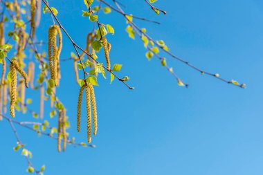 Mavi arkaplanda çiçek açan huş ağacı dalları