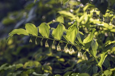 Polygonatum multiflorum, the Solomon's seal, David's harp, ladder-to-heaven or Eurasian Solomon's seal, is a species of flowering plant in the family Asparagaceae clipart