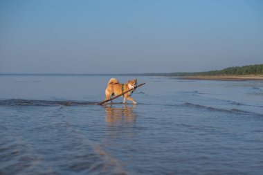 Shiba inu köpeği ağzında tahta bir sopayla Baltık Denizi 'nin sularında koşuyor.
