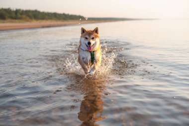Shiba inu köpeği su geçirmez koşum takımı ve GPS takip cihazı ile donatılmış. Yaz mevsiminde Baltık Denizi 'nin suyunda çalışıyor.