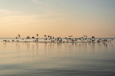Sakin bir Baltık deniz suyunda bir sürü martı