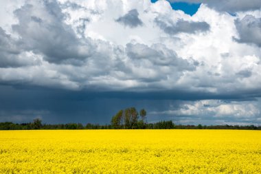 Letonya 'da yaz mevsiminde bulutlu bir gökyüzü.