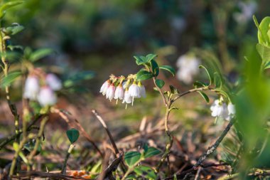 Ormanda güneşli bir haziran gününde açmakta olan yaban mersini dalı