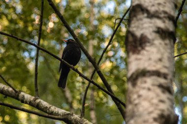 Baharda ağaçta sıradan bir karatavuk