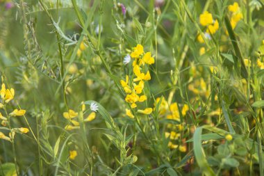 Çiçek açan Lathyrus pratensis veya çayır vetchling, ayrıca yazın tarlada sarı bezelye veya çayır bezelyesi