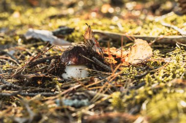 Boletus pinophilus mantarı, yaygın olarak çam kurdu olarak bilinen ormanda yetişiyor.