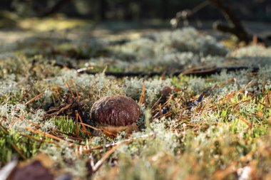 Boletus pinophilus mantarı. Ormanda yetişen çam paleti ya da çam ağacı kralı olarak bilinir.