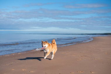 Shiba inu köpeği güneşli bir günde kumsalda koşuyor.