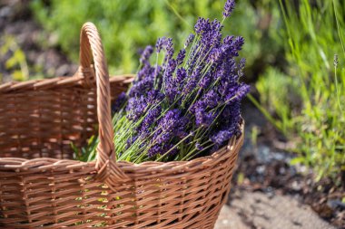 Kırpılmış lavanta (lavanta) çiçekleri, güneşli bir yaz gününde bahçede hasır bir sepette yakın plan çekilir.