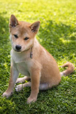 Shiba inu köpek yavrusu güneşli yaz gününde çimlerin üzerinde oturuyor.