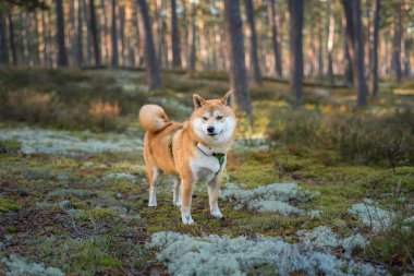 Shiba inu köpeği, koşum takımı ve GPS takip cihazı ile güneşli bir sabahta çam ormanındaki yosunların üzerinde duruyor.