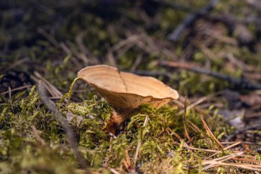 Murrill - Tiger's Eye (lat. Coltricia perennis) mushroom growing in the forest clipart