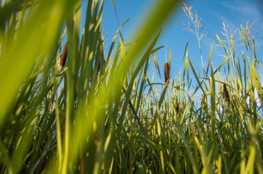 Flowering cattail (lat. Typha) on sunny summer day. clipart