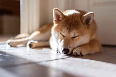 Şirin 5 aylık Shiba Inu yavrusu güneşli evde yerde uyuyor.