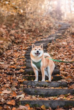 Sonbaharda doğa parkının tahta basamaklarında 5 aylık Shiba inu yavrusu.