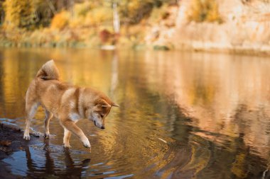 Shiba inu köpeği güneşli bir sonbahar gününde Letonya 'nın Sigulda kentindeki Gauja nehrinin sularındaki yansımasına bakıyor.