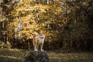 Shiba inu köpek yavrusu güneşli bir sonbahar gününde ormanda bir kütüğün üzerinde duruyor.