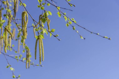 Mavi arkaplanda çiçek açan huş ağacı dalları