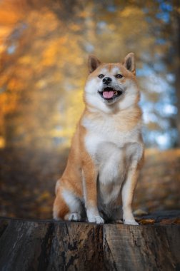 Bir Red Shiba Inu köpeği güneşli Ekim gününde parktaki büyük ağaç kütüğünün üzerinde duruyor. Zemin düşen sonbahar yapraklarıyla kaplıdır.