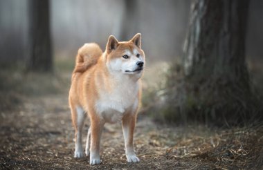 Shiba Inu köpeği baharda ormanda yürüyor.