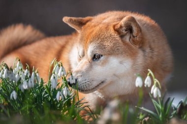 Shiba inu köpeği güneşli bahar gününde çimlere uzanıp kardelen kokluyor.