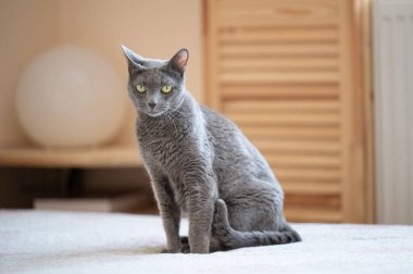 Russian Blue Cat is sitting on a bed indoors