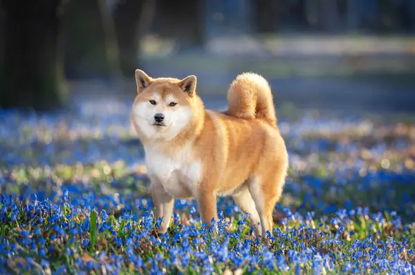 Kızıl shiba inu köpeği güneşli bahar gününde Squill (Scilla) çiçekleriyle dolu sahada duruyor.